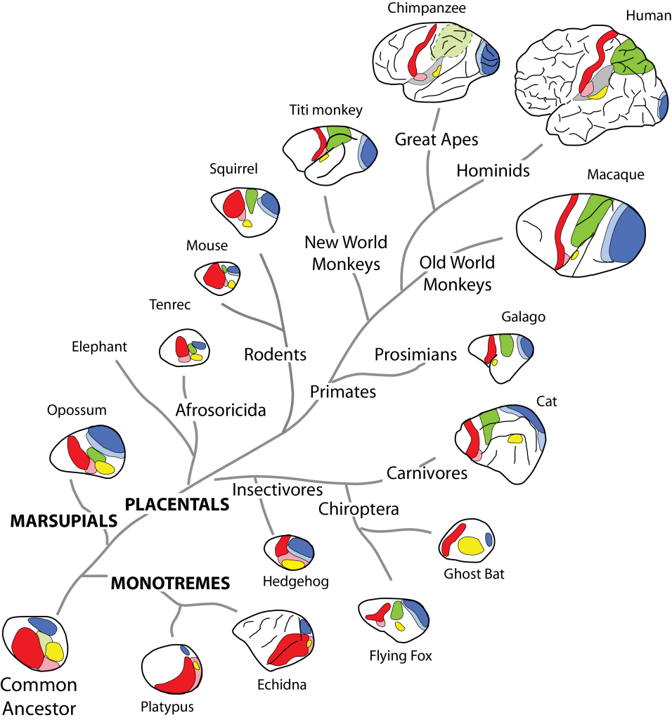 Krubitzer-Cladogram